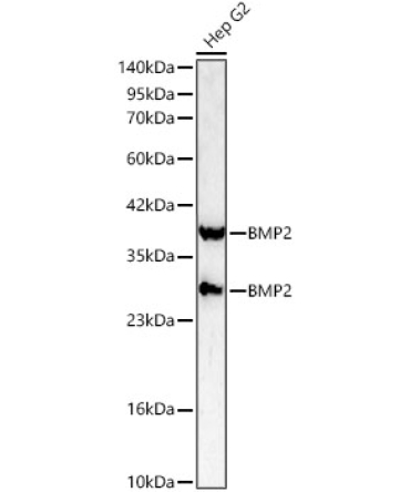 BMP2 Rabbit Polyclonal Antibody