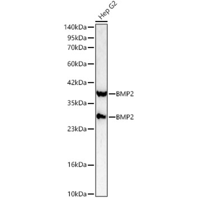 BMP2 Rabbit Polyclonal Antibody