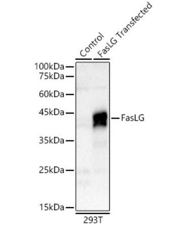 FasLG Rabbit Polyclonal Antibody