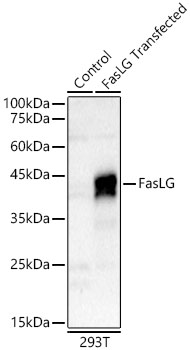 FasLG Rabbit Polyclonal Antibody