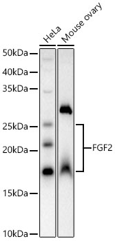 FGF2 Rabbit Polyclonal Antibody