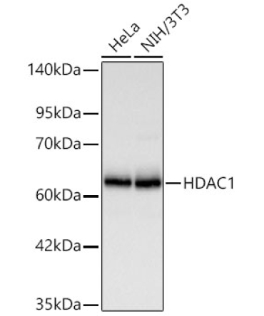 HDAC1 Rabbit Polyclonal Antibody [KD Validated]