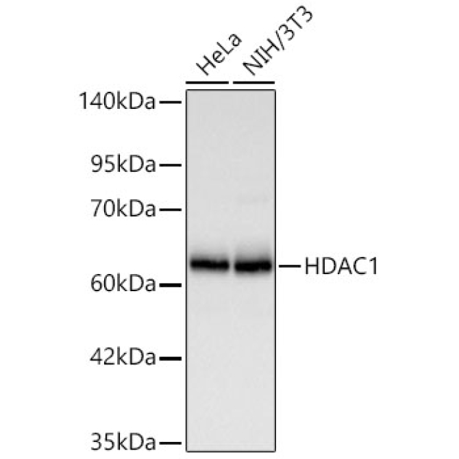 HDAC1 Rabbit Polyclonal Antibody [KD Validated]