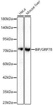 BiP/GRP78 Rabbit Polyclonal Antibody
