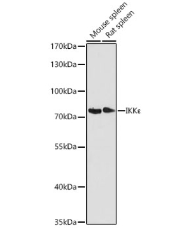 IKK? Rabbit Polyclonal Antibody