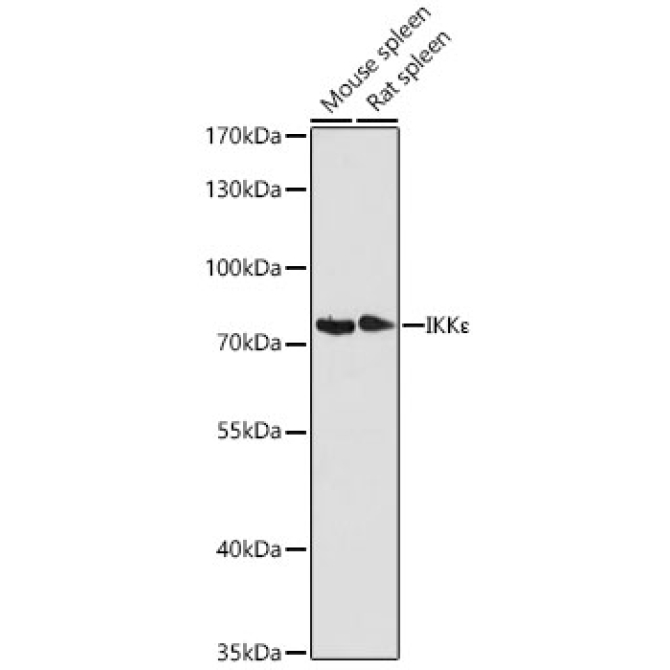 IKK? Rabbit Polyclonal Antibody