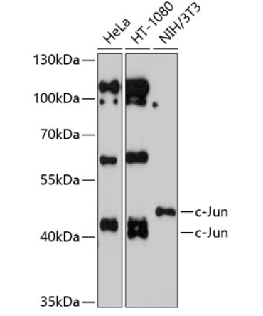 c-Jun Rabbit Polyclonal Antibody