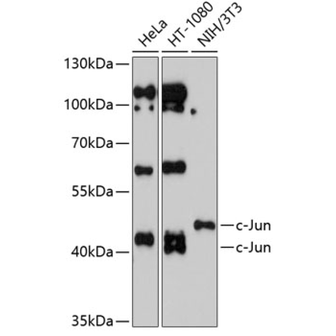 c-Jun Rabbit Polyclonal Antibody