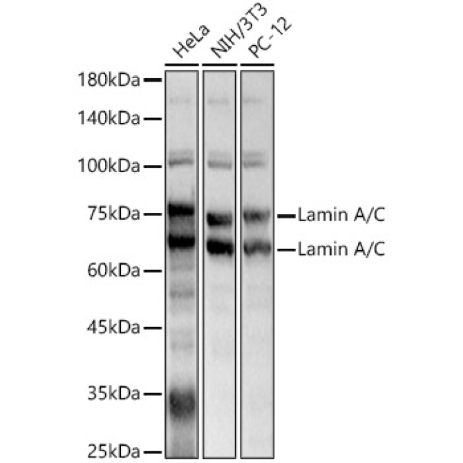 Lamin A/C Rabbit Polyclonal Antibody