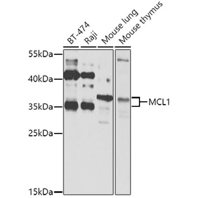 MCL1 Rabbit Polyclonal Antibody