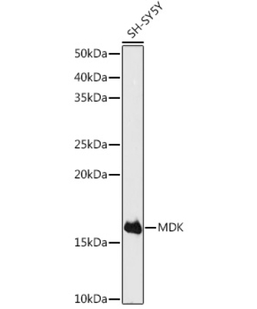 MDK Rabbit Polyclonal Antibody