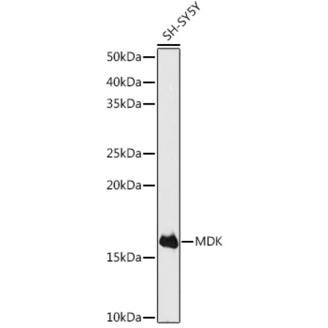 MDK Rabbit Polyclonal Antibody