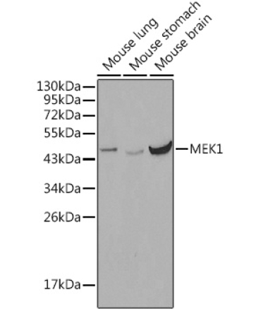 MEK1 Rabbit Polyclonal Antibody