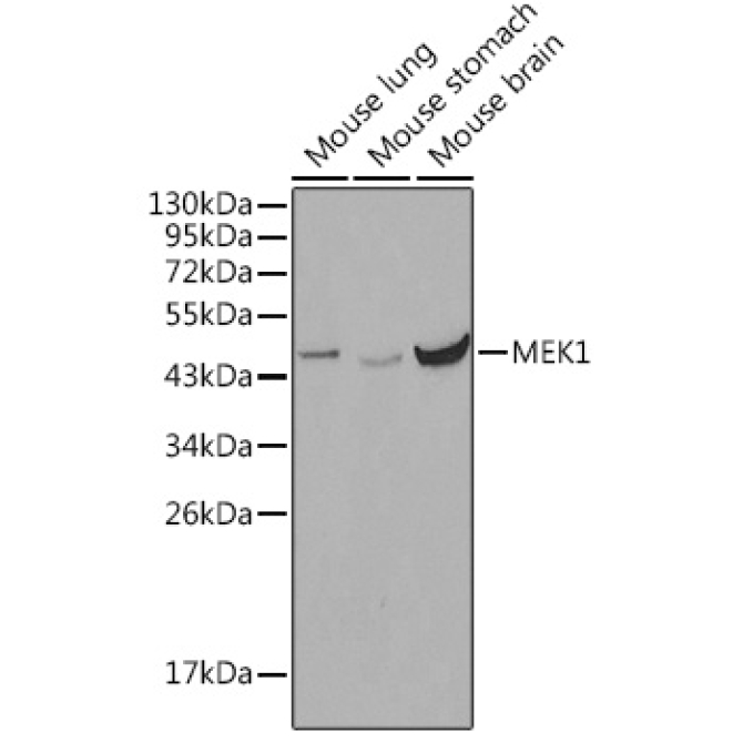 MEK1 Rabbit Polyclonal Antibody