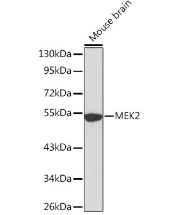 MEK2 Rabbit Polyclonal Antibody
