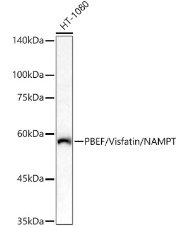 PBEF/Visfatin/NAMPT Rabbit Polyclonal Antibody