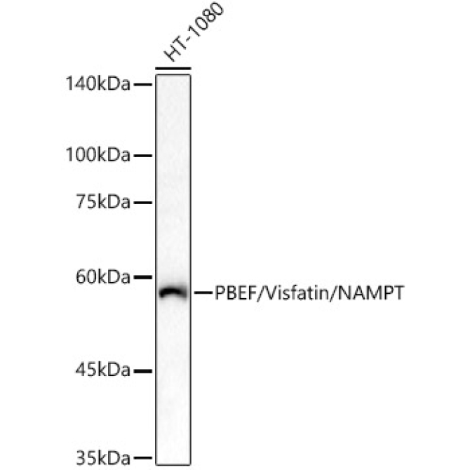 PBEF/Visfatin/NAMPT Rabbit Polyclonal Antibody