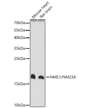 NME1/NM23A Rabbit Polyclonal Antibody