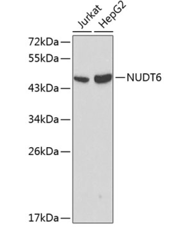 NUDT6 Rabbit Polyclonal Antibody