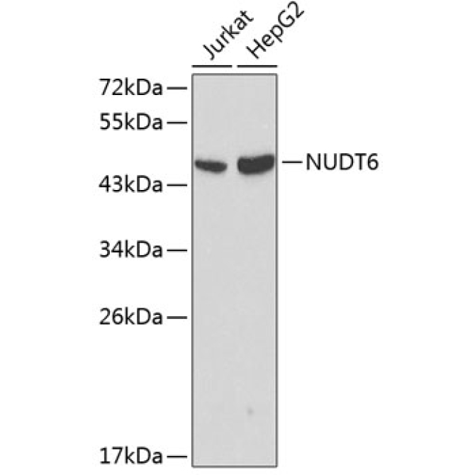 NUDT6 Rabbit Polyclonal Antibody
