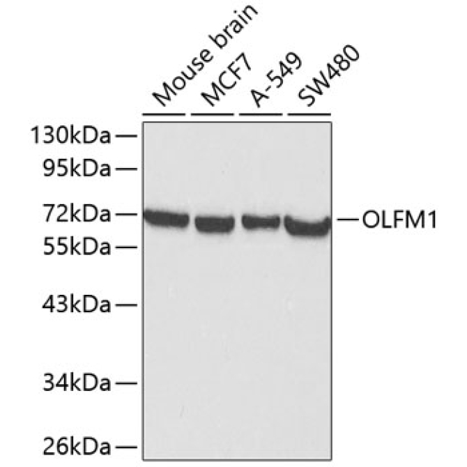 OLFM1 Rabbit Polyclonal Antibody