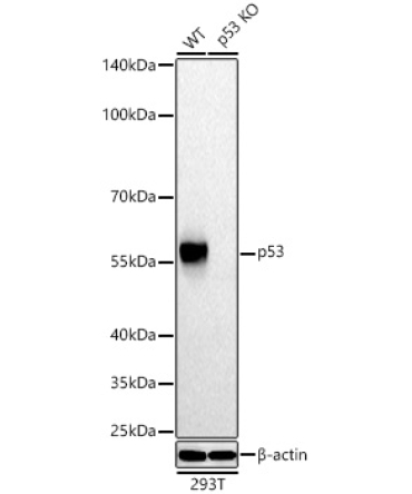 p53 Rabbit Polyclonal Antibody [KO Validated]