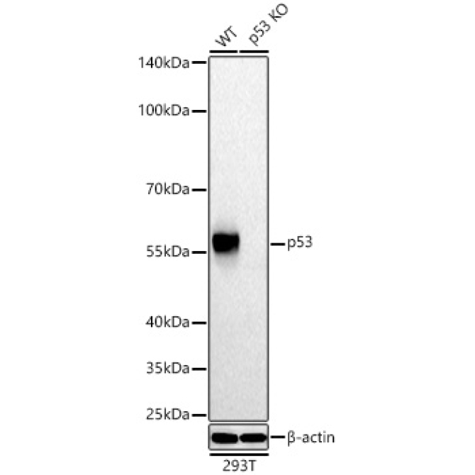 p53 Rabbit Polyclonal Antibody [KO Validated]