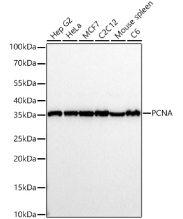 PCNA Rabbit Polyclonal Antibody