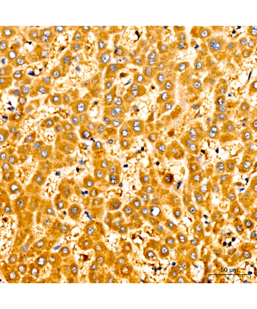 Caspase-9 Rabbit Polyclonal Antibody