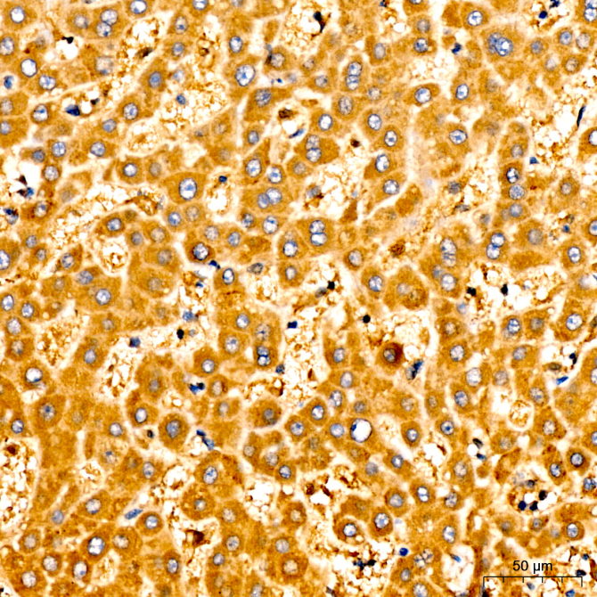 Caspase-9 Rabbit Polyclonal Antibody