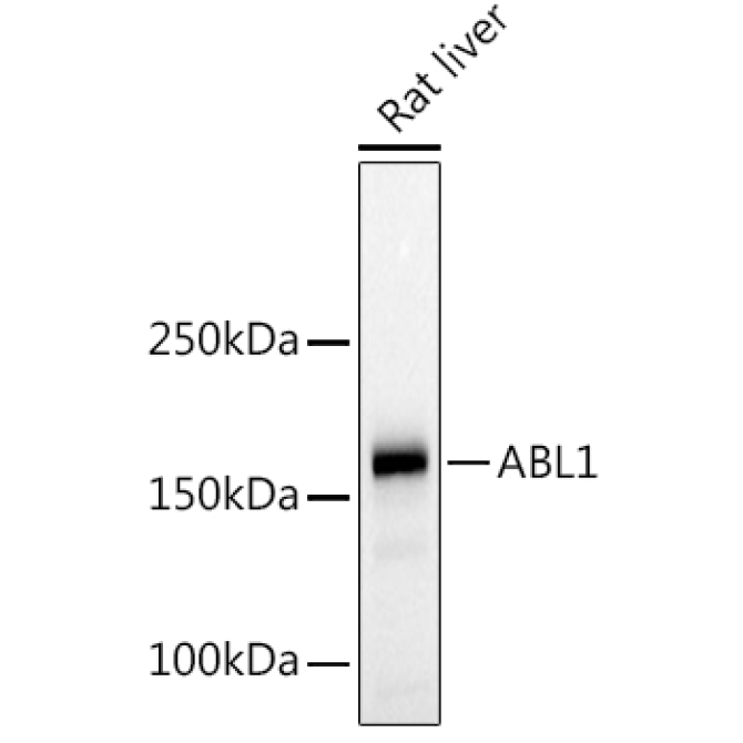 c-Abl Rabbit Polyclonal Antibody