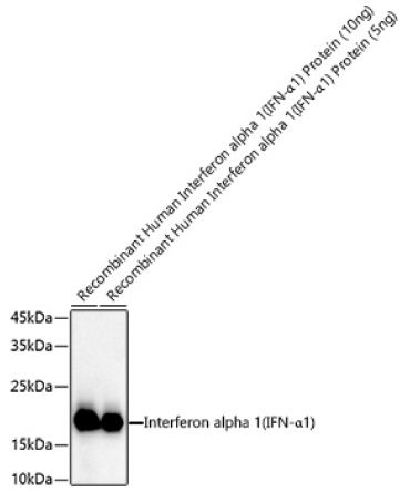 Interferon alpha 1 (IFN-Alpha1) Rabbit Polyclonal Antibody