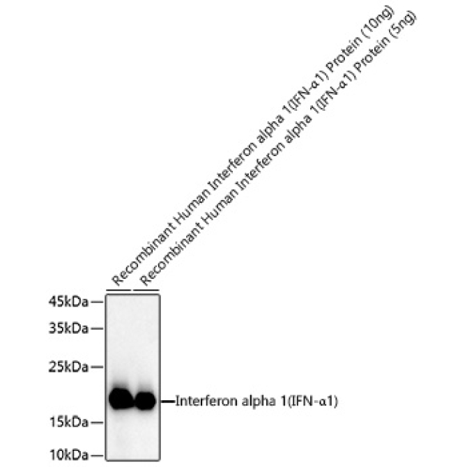 Interferon alpha 1 (IFN-Alpha1) Rabbit Polyclonal Antibody