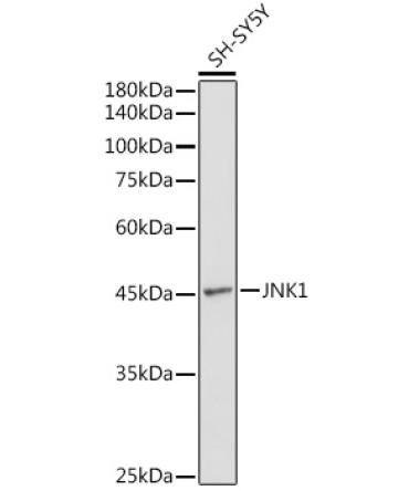 JNK1 Rabbit Polyclonal Antibody