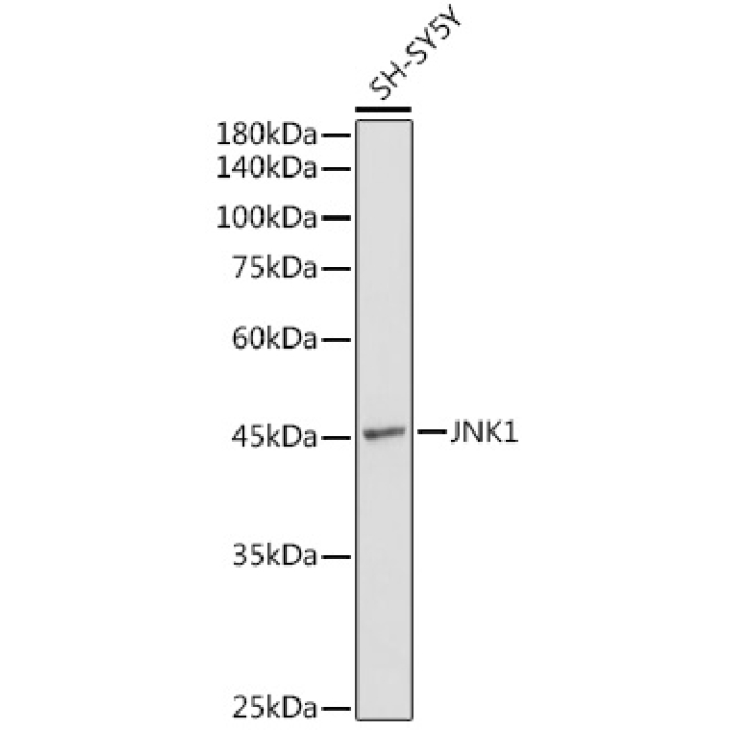 JNK1 Rabbit Polyclonal Antibody