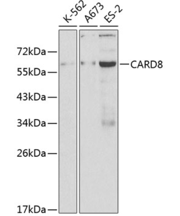 CARD8 Rabbit Polyclonal Antibody