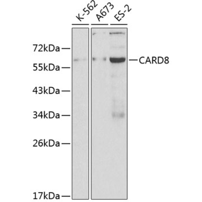 CARD8 Rabbit Polyclonal Antibody