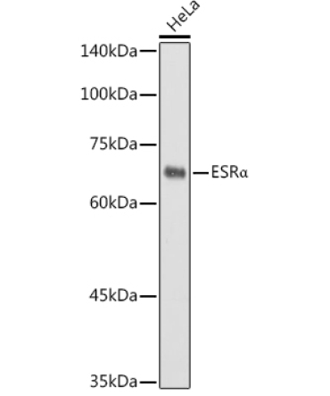 ESRAlpha Rabbit Polyclonal Antibody