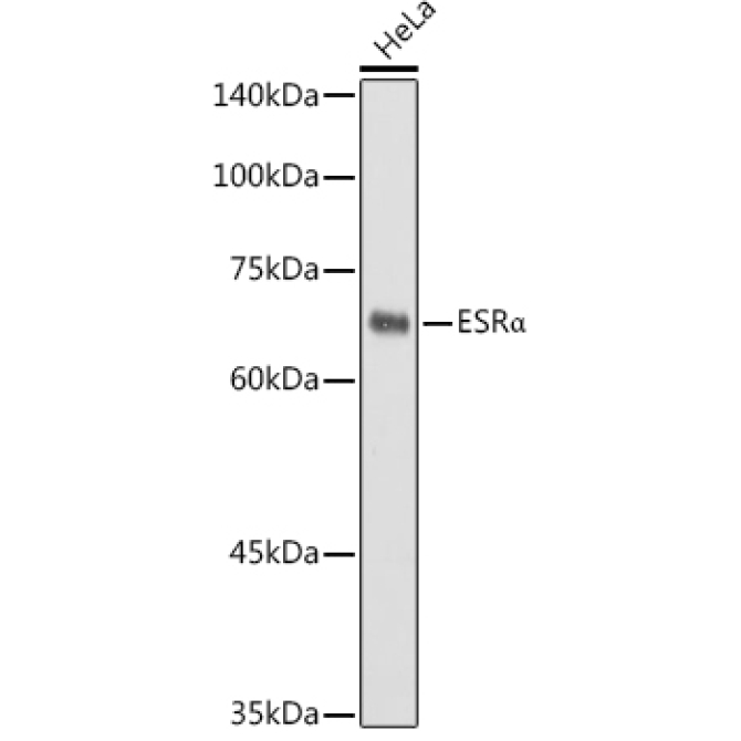 ESRAlpha Rabbit Polyclonal Antibody