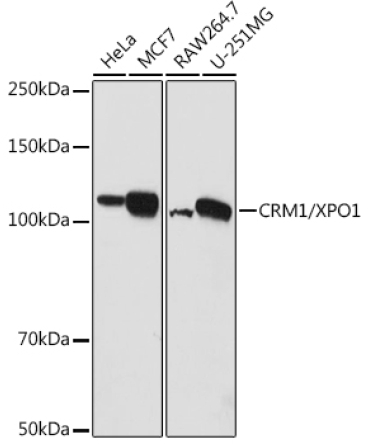 CRM1/XPO1 Rabbit Polyclonal Antibody