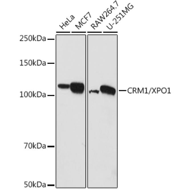 CRM1/XPO1 Rabbit Polyclonal Antibody