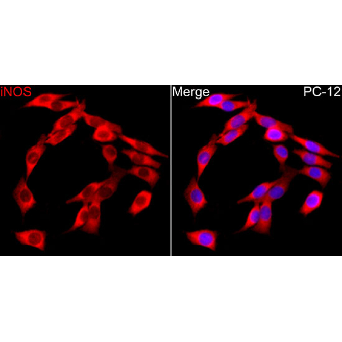 iNOS Rabbit Polyclonal Antibody