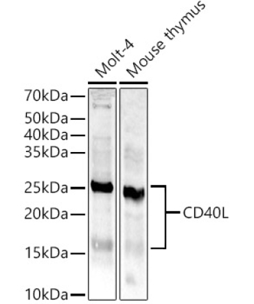 CD40L Rabbit Polyclonal Antibody