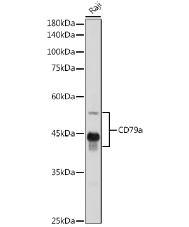 CD79a Rabbit Polyclonal Antibody