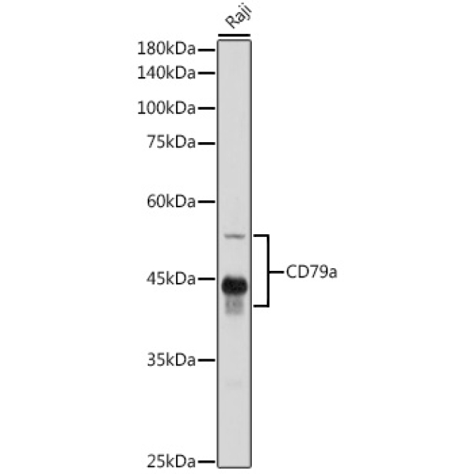 CD79a Rabbit Polyclonal Antibody