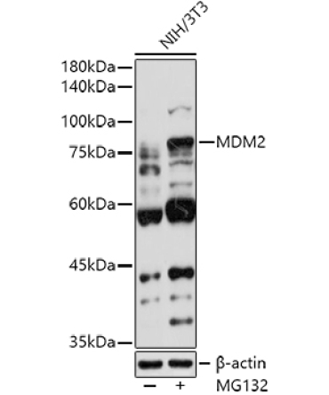 MDM2 Rabbit Polyclonal Antibody