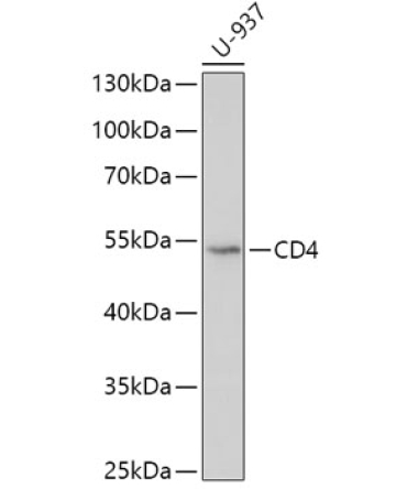 CD4 Rabbit Polyclonal Antibody