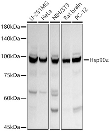 Hsp90Alpha Rabbit Polyclonal Antibody