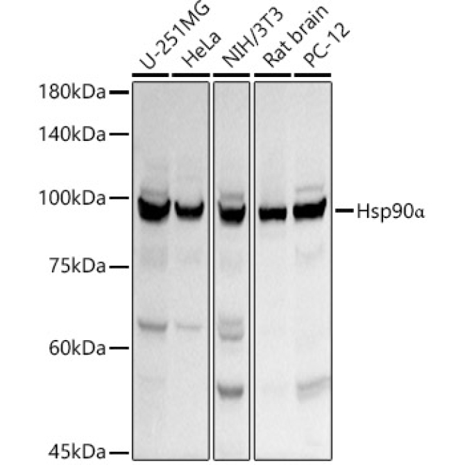 Hsp90Alpha Rabbit Polyclonal Antibody