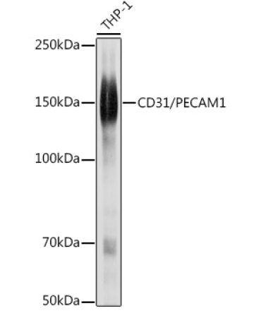 CD31/PECAM1 Rabbit Polyclonal Antibody